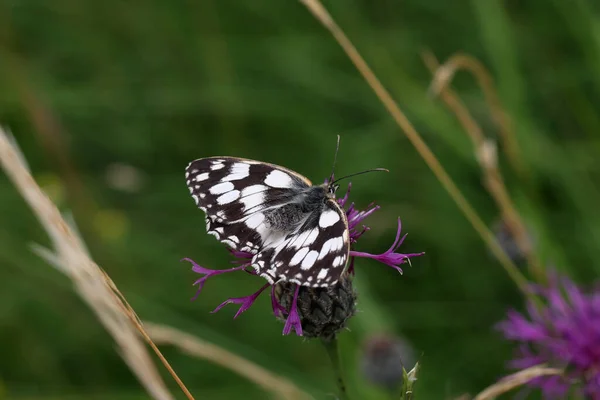 Beaux Papillons Assis Sur Des Fleurs Boire Nectar — Photo