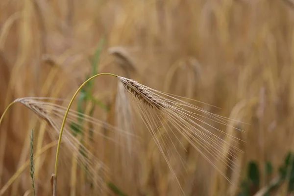 野原でのライ麦の黄金の耳 — ストック写真
