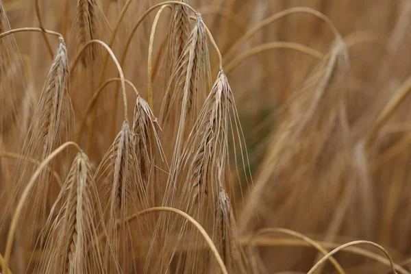 Golden Ear Rye Field — Stock Photo, Image