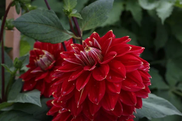 Vereinzelte Natürliche Dahlienblüte Auf Grünem Hintergrund — Stockfoto