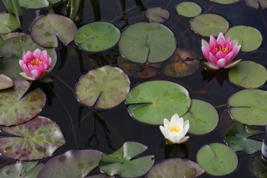 Suyun üzerinde süzülen güzel bir nilüfer çiçeği.