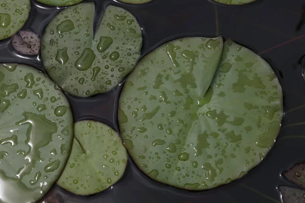 Belles Feuilles Nénuphar Dans Grandes Gouttes Eau — Photo