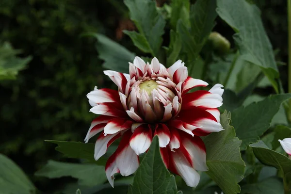 Fleur Dahlia Naturelle Isolée Sur Fond Vert — Photo