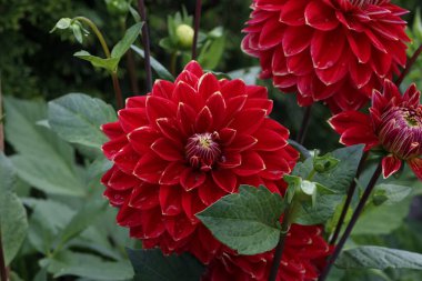 Yeşil arka planda yalnız doğal yıldız çiçeği.