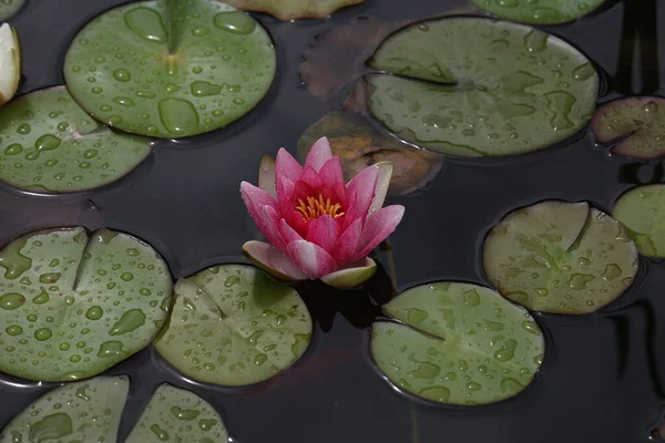 Uma Bela Flor Lírio Água Que Paira Sobre Água — Fotografia de Stock