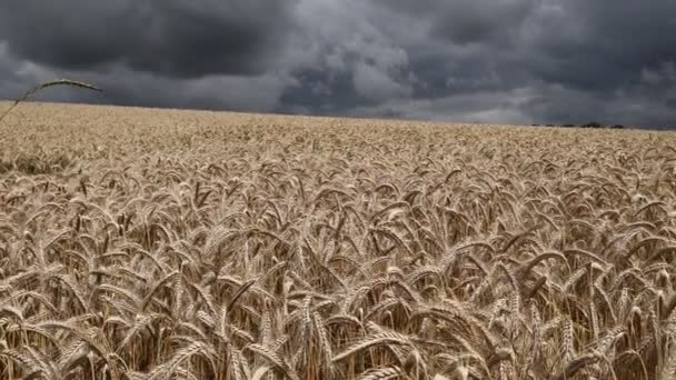 Paesaggio Rurale Campo Grano Dorato Prima Della Tempesta — Video Stock