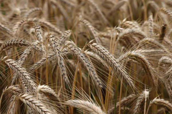 Field Ripe Golden Ears Wheat — Stock Photo, Image
