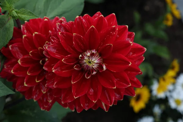 Fleur Dahlia Naturelle Isolée Sur Fond Vert — Photo