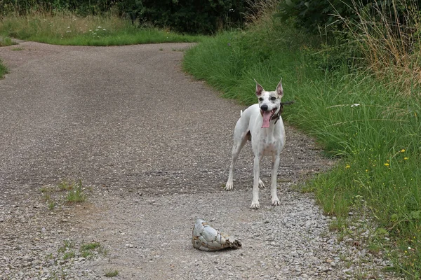 古いボールで遊んで犬を歩く — ストック写真