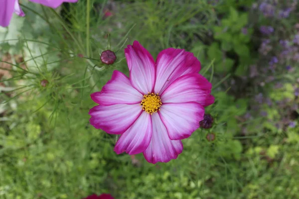 Cosmos Floare Fundal Verde Floarea Cosmosului Violet Fundal Verde — Fotografie, imagine de stoc