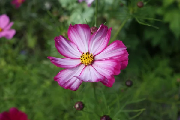 Cosmos Flor Fundo Verde Flor Cosmos Roxo Fundo Verde — Fotografia de Stock