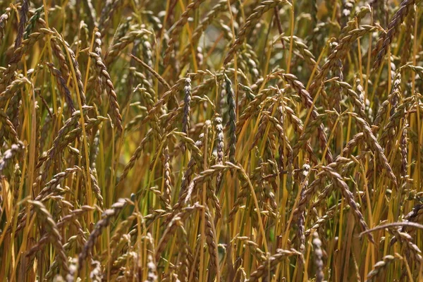 Wheat Ears Ripen Field Summer — Stock Photo, Image