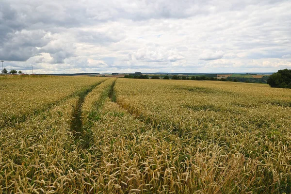 Влітку Полі Дозрівають Пшеничні Вуха — стокове фото