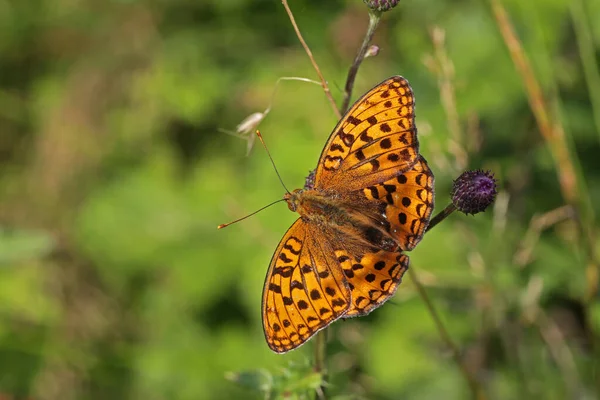 Beautiful Close Silver Washed Fritillary Butterfly Sitting Flower — Stock Photo, Image