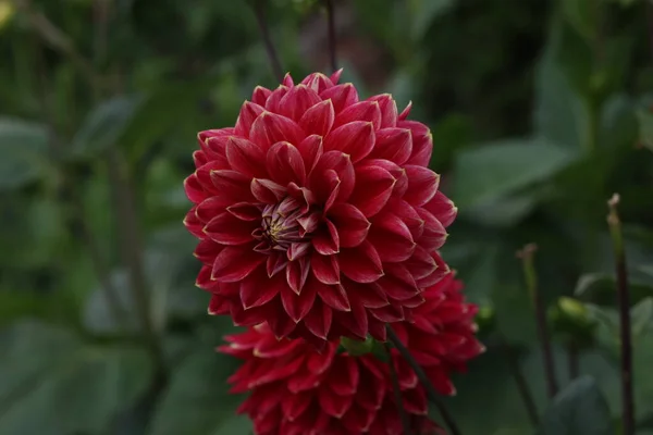 Μεμονωμένο Φυσικό Λουλούδι Dahlia Πράσινο Φόντο — Φωτογραφία Αρχείου