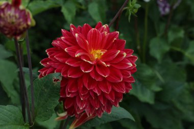 Yeşil arka planda yalnız doğal yıldız çiçeği.