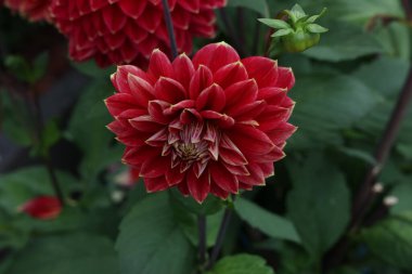 Yeşil arka planda yalnız doğal yıldız çiçeği.