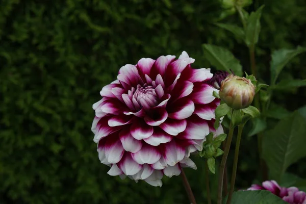 Fleur Dahlia Naturelle Isolée Sur Fond Vert — Photo