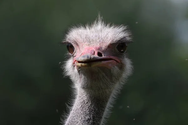 Retrato de uma avestruz em uma fazenda de avestruz — Fotografia de Stock