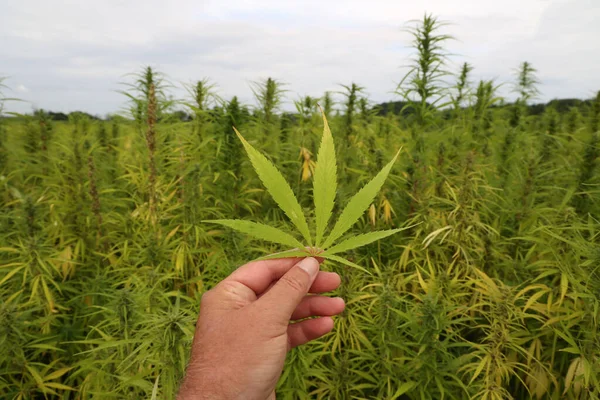 legal hemp field for textiles made in Germany