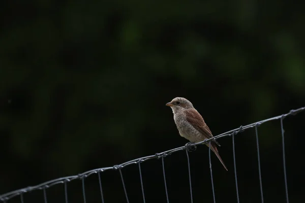 Femmina rosso dorso shrike si siede su una recinzione di metallo — Foto Stock