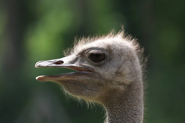 Porträtt av struts på strutsfarm — Stockfoto