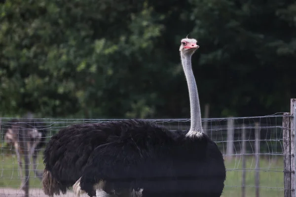 Porträtt av struts på strutsfarm — Stockfoto