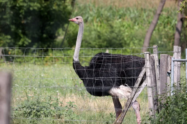 Retrato de uma avestruz em uma fazenda de avestruz — Fotografia de Stock