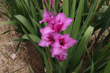 Bahçedeki güzel doğal gladiolus çiçeği.
