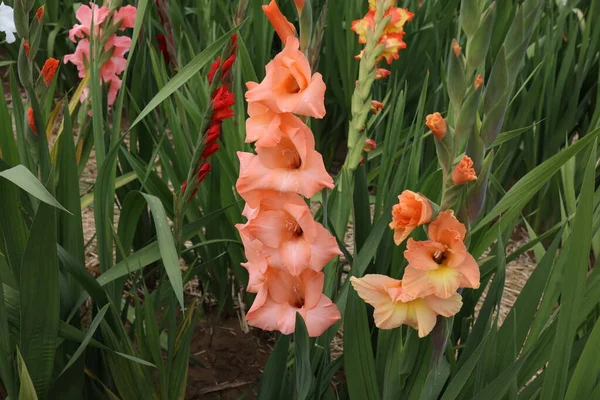 Beautiful Natural Gladiolus Flower Garden — Stock Photo, Image