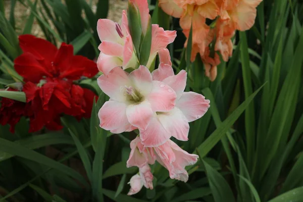 Beautiful Natural Gladiolus Flower Garden — Stock Photo, Image