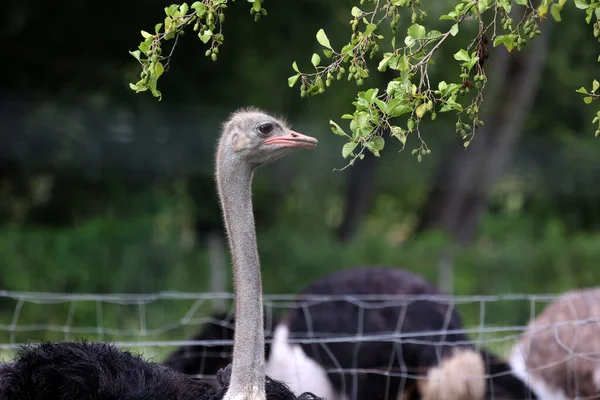 Porträtt Struts Strutsfarm — Stockfoto