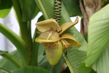 Yaprakların arka planında muz çiçeği. Çiçek açarken muzun gelecekteki meyvelerinden oluşan bir küme. Muz, Güneydoğu Asya 'da yetişen büyük bir bitkidir..
