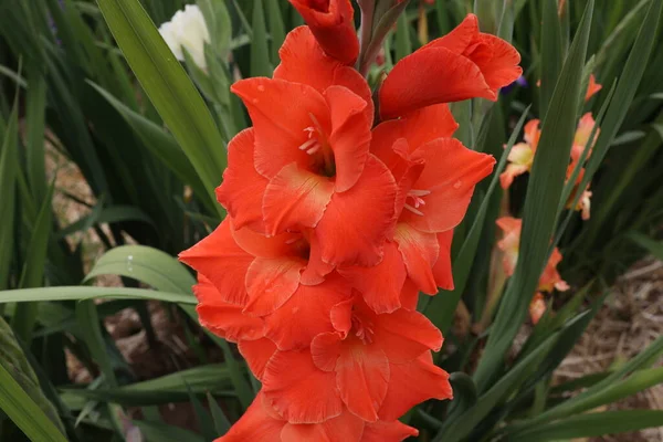 Vacker Naturlig Gladiolus Blomma Trädgården — Stockfoto