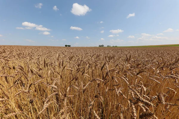 Buğday Kulakları Yazın Tarlada Olgunlaşır — Stok fotoğraf