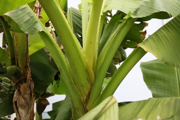 Folha Bananeira Tropical Grande Folhagem Floresta Tropical — Fotografia de Stock