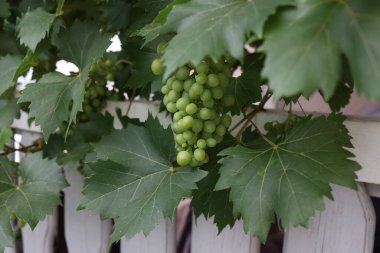 Evin yakınındaki bahçede olgunlaşmış yeşil üzümler.