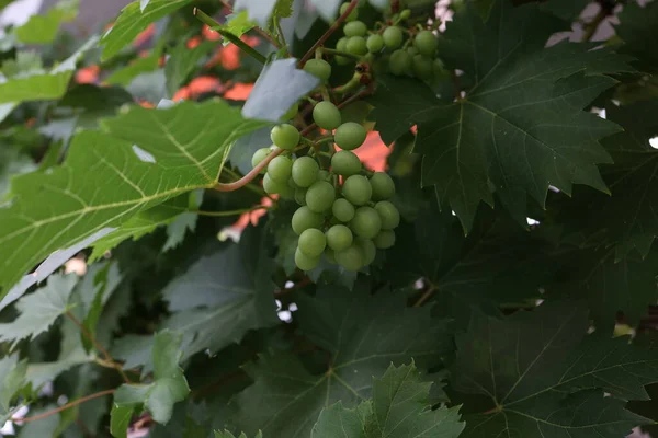 Raisins Verts Mûrissent Dans Jardin Près Maison — Photo