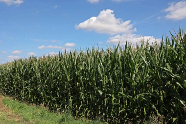Yeşil mısır tarlası Aydınlık bir yaz gününde.
