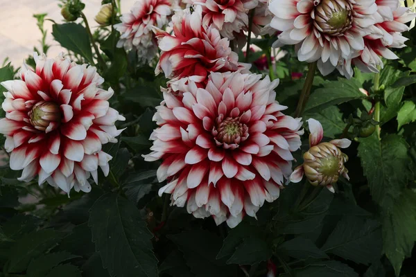 Fleur Dahlia Naturelle Isolée Sur Fond Vert — Photo