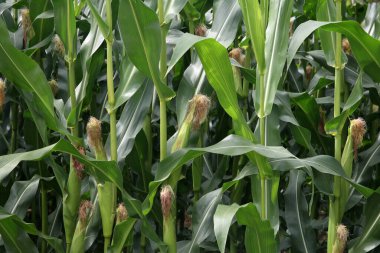 Yazın mısır tarlasında mısır..