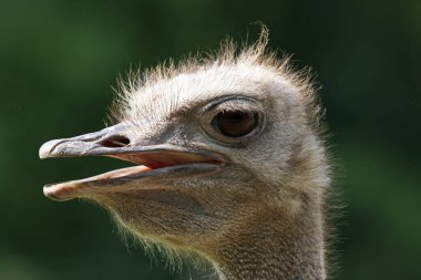 Devekuşu çiftliğindeki bir devekuşu portresi.