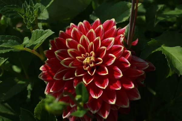 Fleur Dahlia Naturelle Isolée Sur Fond Vert — Photo