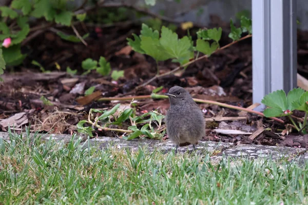 Jovem Preto Redstart Pinto Senta Grama — Fotografia de Stock