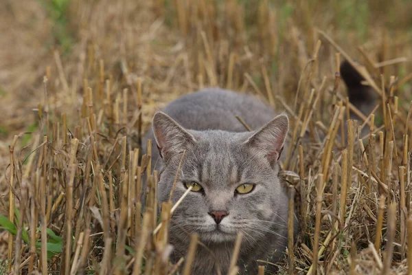 Szary Kot Domowy Polu Lecie — Zdjęcie stockowe