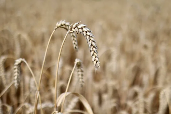 畑の小麦の黄金の耳 — ストック写真