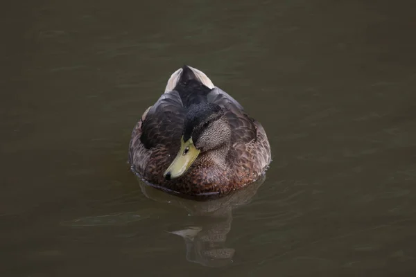 Pato Selvagem Nada Lentamente Lago — Fotografia de Stock