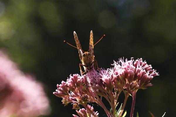 Schöner Schmetterling Sitzt Auf Einer Blume Mit Gefalteten Flügeln — Stockfoto