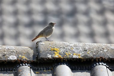 Redstart evin çatısında oturuyor..
