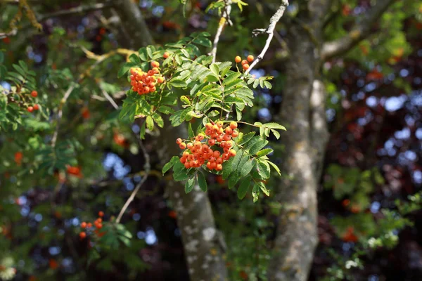 ローワンの木の枝に赤いローワンの果実 — ストック写真